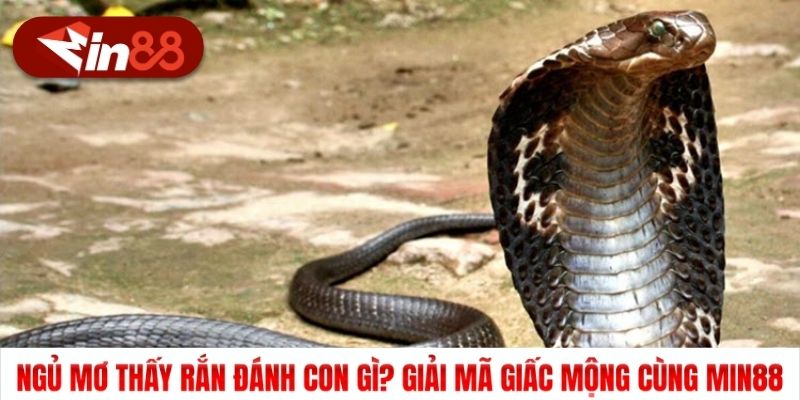 Ngủ Mơ Thấy Rắn Đánh Con Gì? Giải Mã Giấc Mộng Cùng Min88